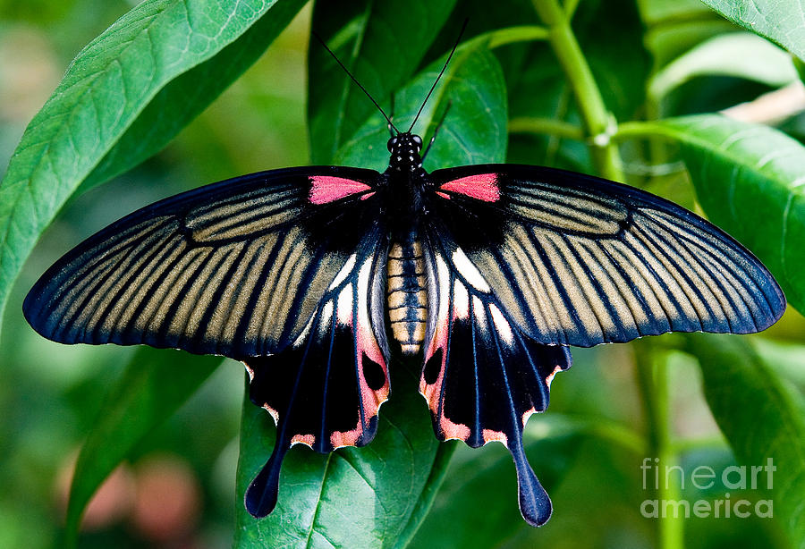 Great Yellow Mormon Butterfly 2 Photograph by Terry Elniski