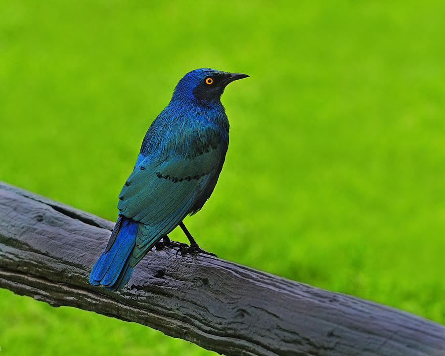 Greater Blue-eared Starling Photograph by Tony Beck