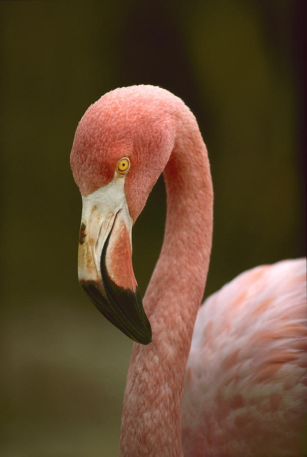 Greater Flamingo Caribbean Photograph by Tim Fitzharris