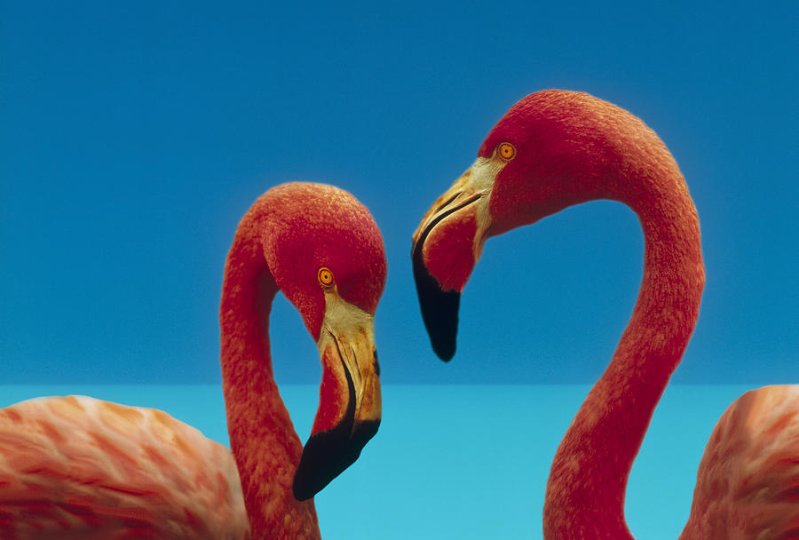 Greater Flamingo Courting Pair Photograph by Tim Fitzharris Greater Flamingo Courting Pair Photograph by Tim Fitzharris
