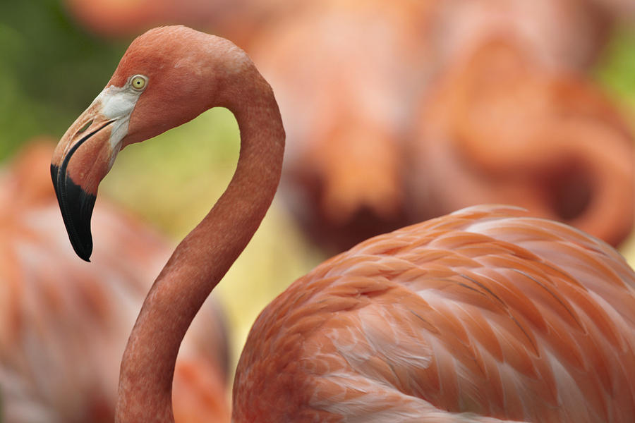 Greater Flamingo Jurong Bird Park Photograph by Tim Fitzharris