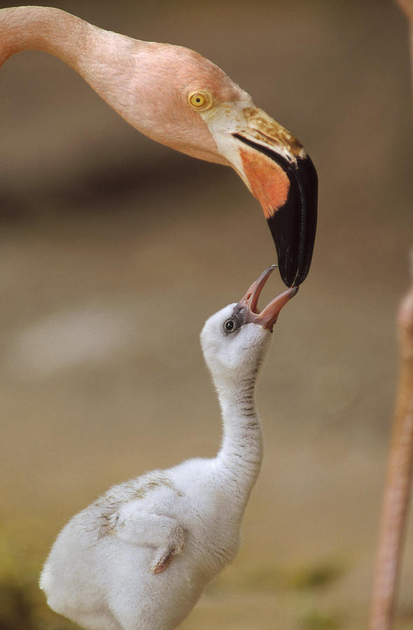 Greater Flamingo Mother And Chick Photograph by Tim Fitzharris