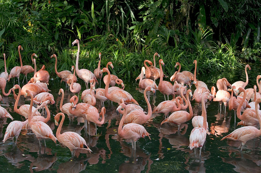 Greater Flamingo Phoenicopterus Ruber Photograph by Cyril Ruoso