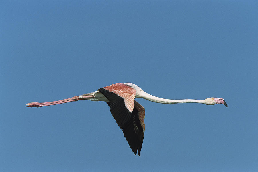 Greater Flamingo Phoenicopterus Ruber Photograph by Konrad Wothe