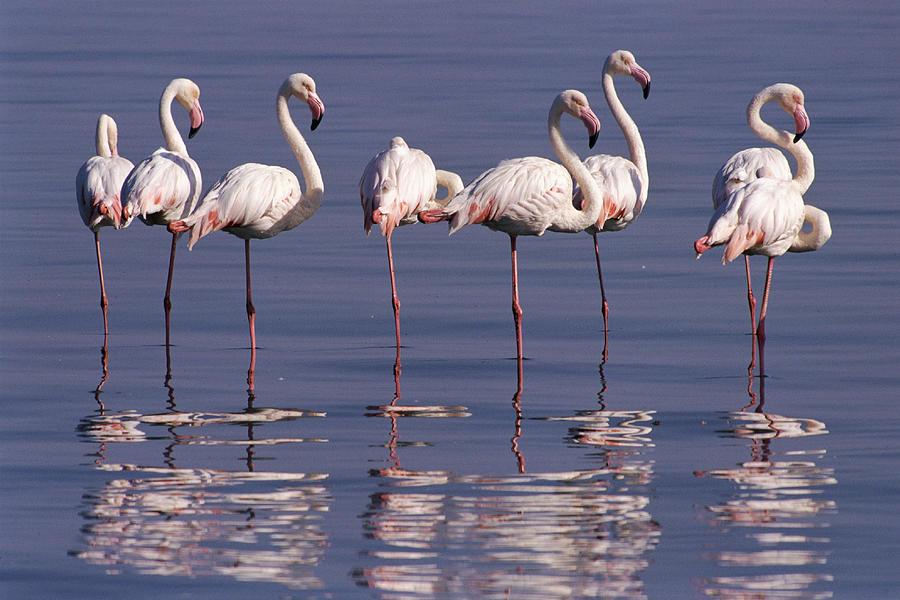 Greater Flamingo Phoenicopterus Ruber Photograph by Michael and Patricia Fogden