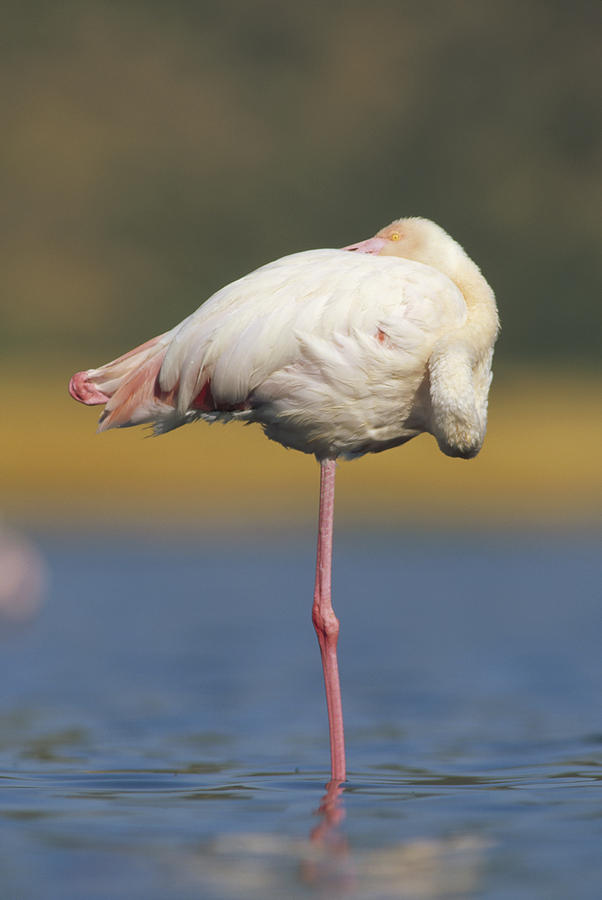 Greater Flamingo Phoenicopterus Ruber Photograph by Tim Fitzharris