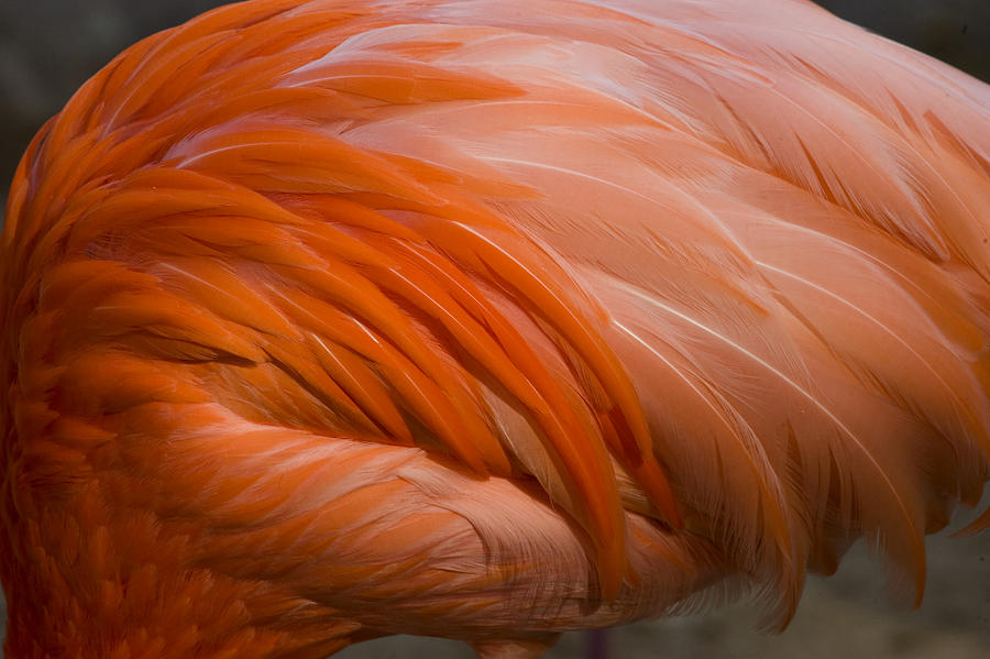 Greater Flamingo Phoenicopterus Ruber Photograph by Tom Vezo