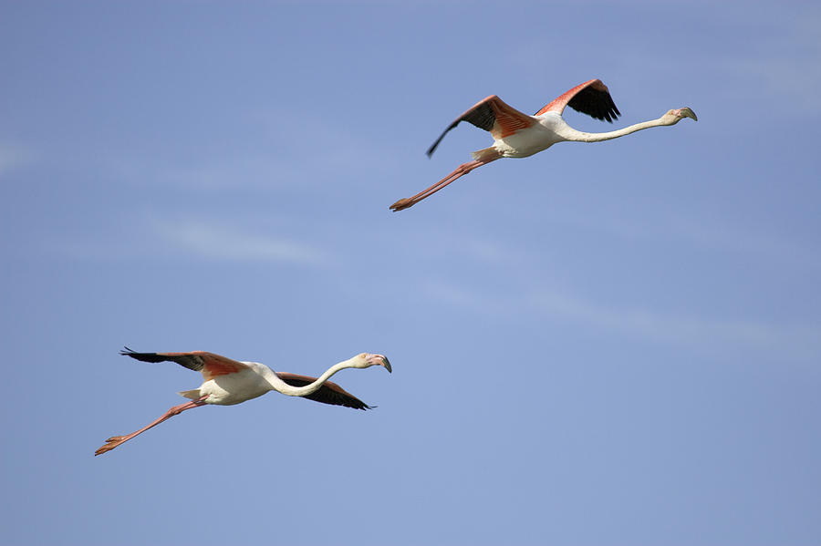Greater Flamingos Flying Camargue France Photograph by Sebastian Kennerknecht