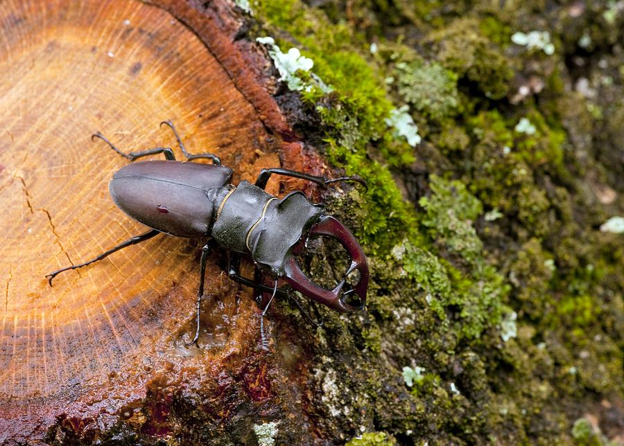 Animal Photograph - Greater Stag Beetle by Bob Gibbons
