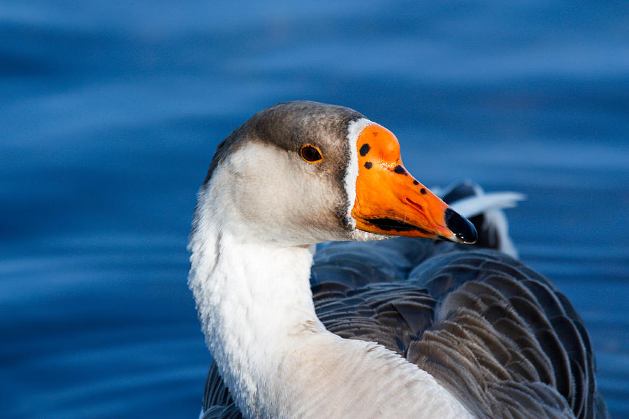 Greater White Frontal-Goose Striking a Pose Photograph by Ann Murphy