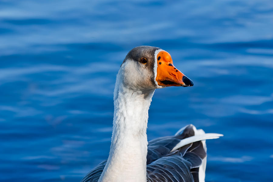 Greater White-Fronted Goose Looking for a Mate Photograph by Ann Murphy