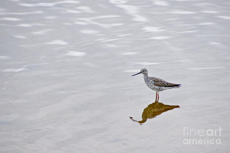 Greater Yellowlegs Photograph by Sean Griffin