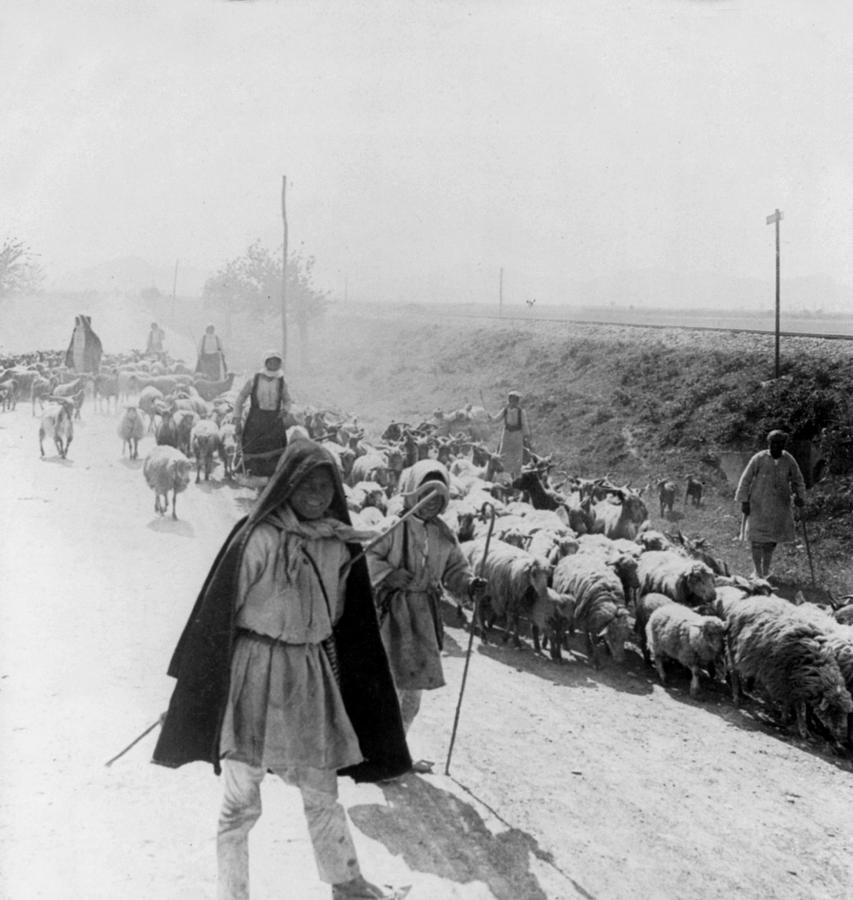 Greece Shepherds and Flocks - c 1909 Photograph by International  Images