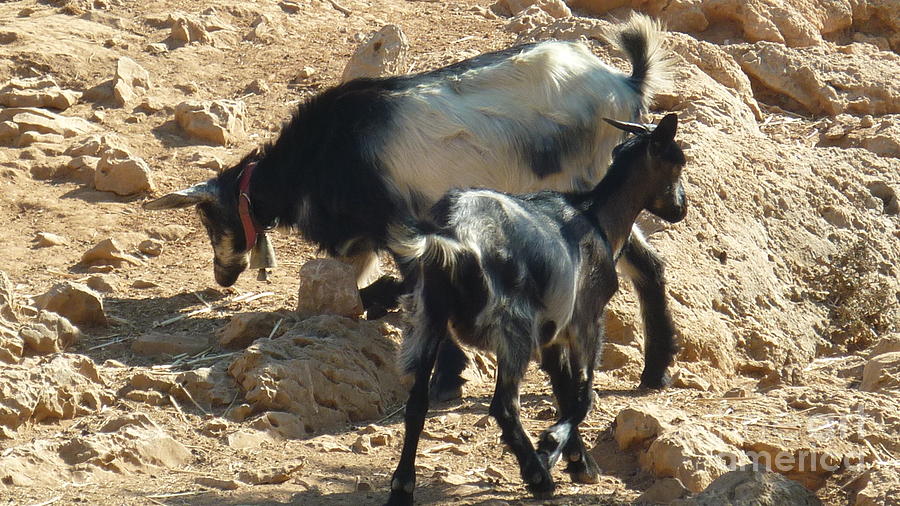 Greek Photograph - Greek Goats by Therese Alcorn
