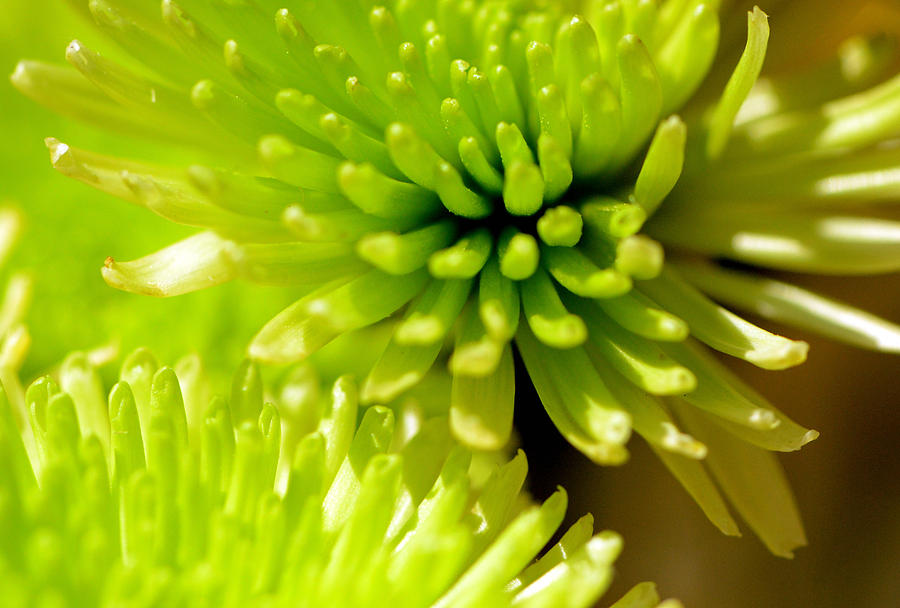 Green Alien Flower Photograph by Tanya Tanski
