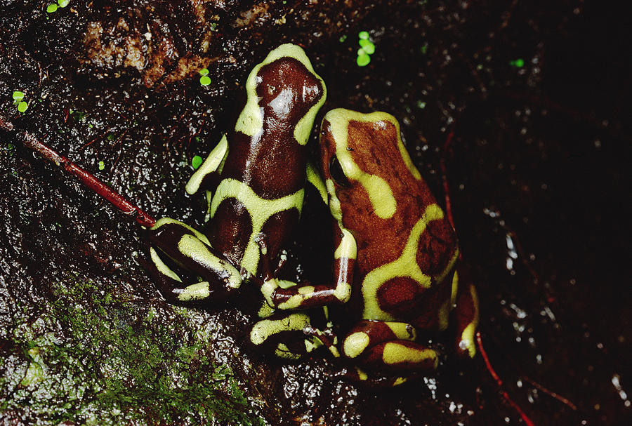 Green And Black Poison Dart Frog Photograph by Mark Moffett