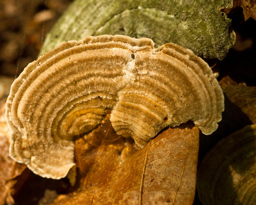 Green Photograph - Green and Gold Bracket Fungi by Douglas Barnett