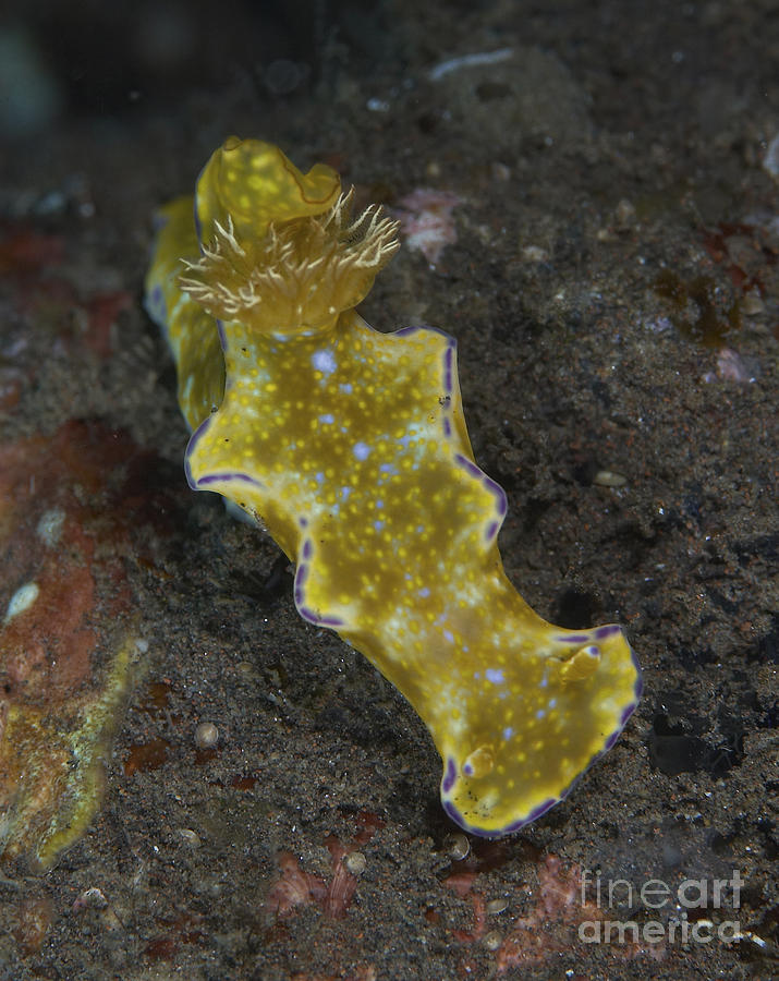 Green And Purple T-bar Nudibranch Photograph