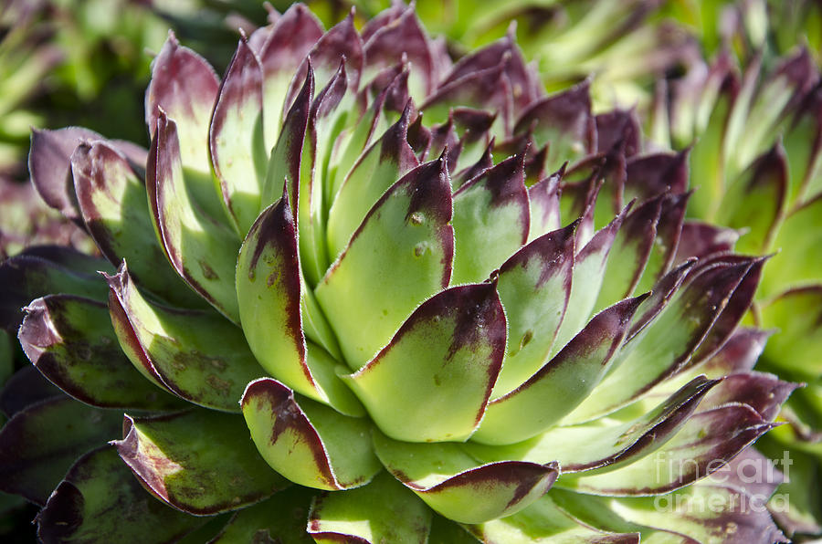 Desert Photograph - Green and red succulent by Jim And Emily Bush