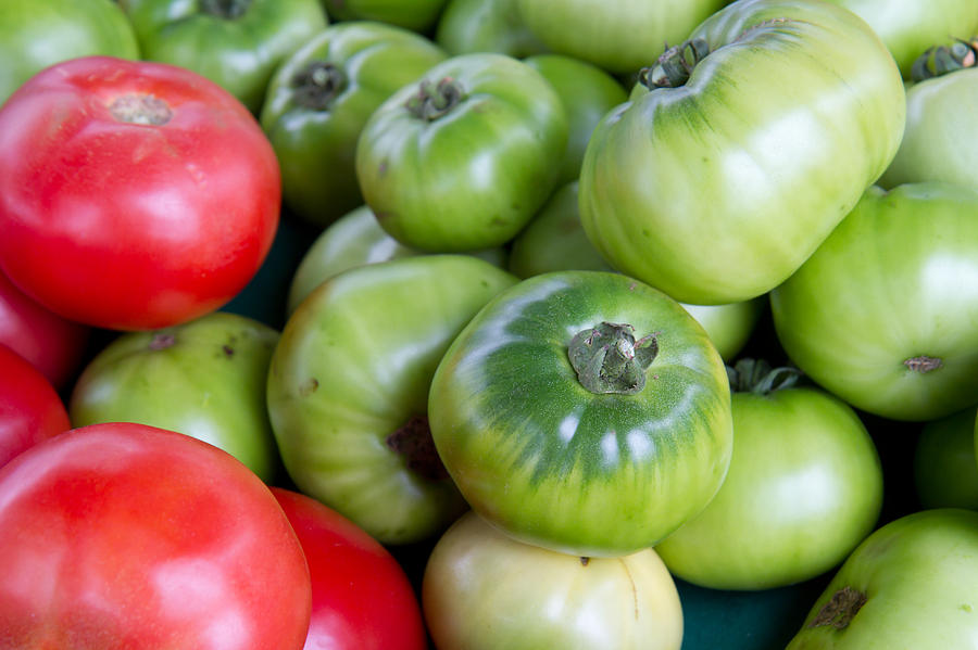 Green And Red Tomatoes Photograph by Dina Calvarese