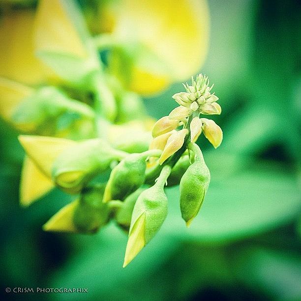 Green And Yellow Photograph by Cris Manuzon
