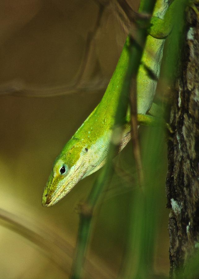 Green Anole 8709 3520 Photograph by Michael Peychich