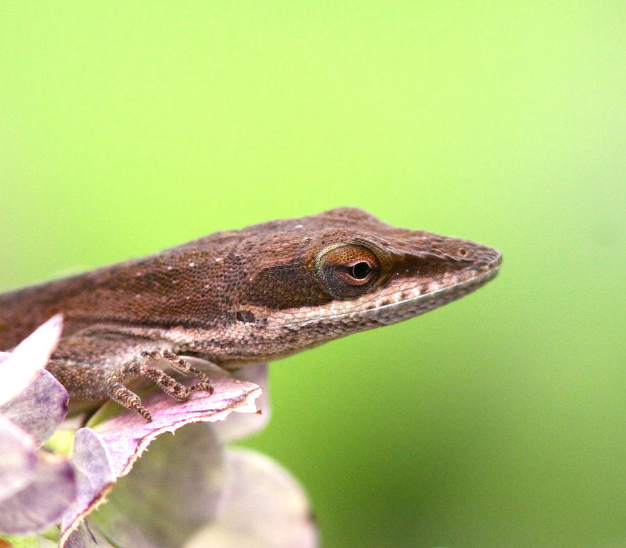 Green Anole in Pastels Photograph by Travis Truelove