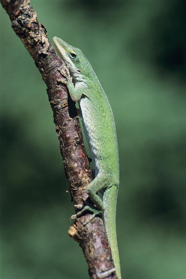 Green Anole Lizard Photograph By David Aubrey