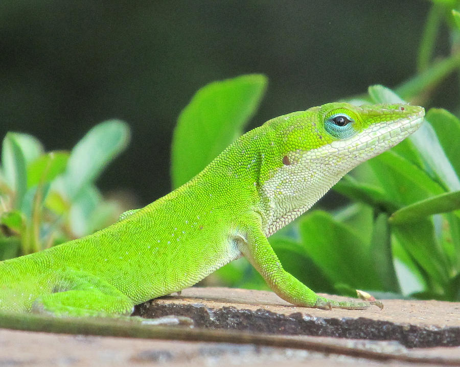 Green Anole Photograph by Michele Caporaso - Fine Art America