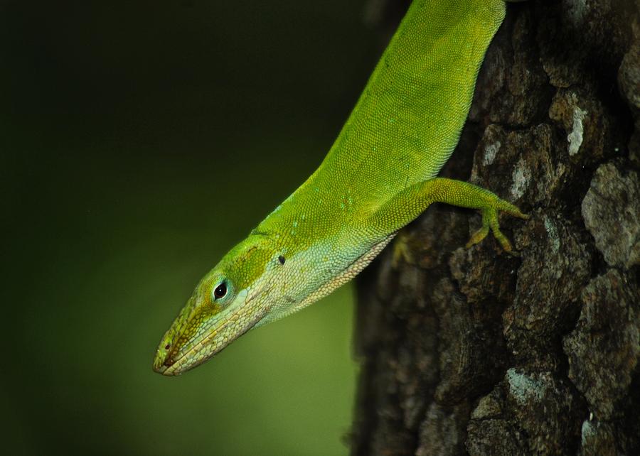 Anole Photograph - Green Anole_8710_3332 by Michael Peychich