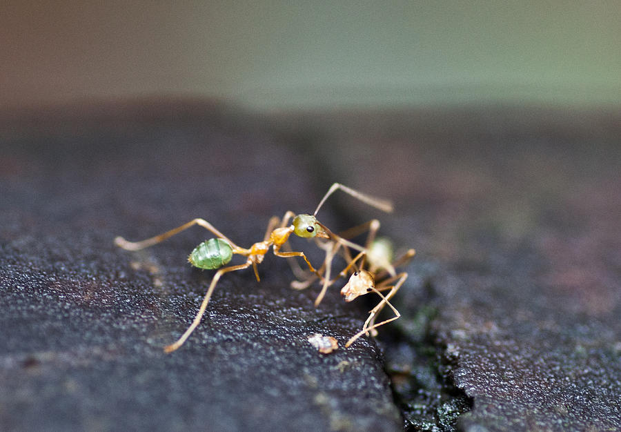 Green Ant Meeting Photograph by Carole Hinding