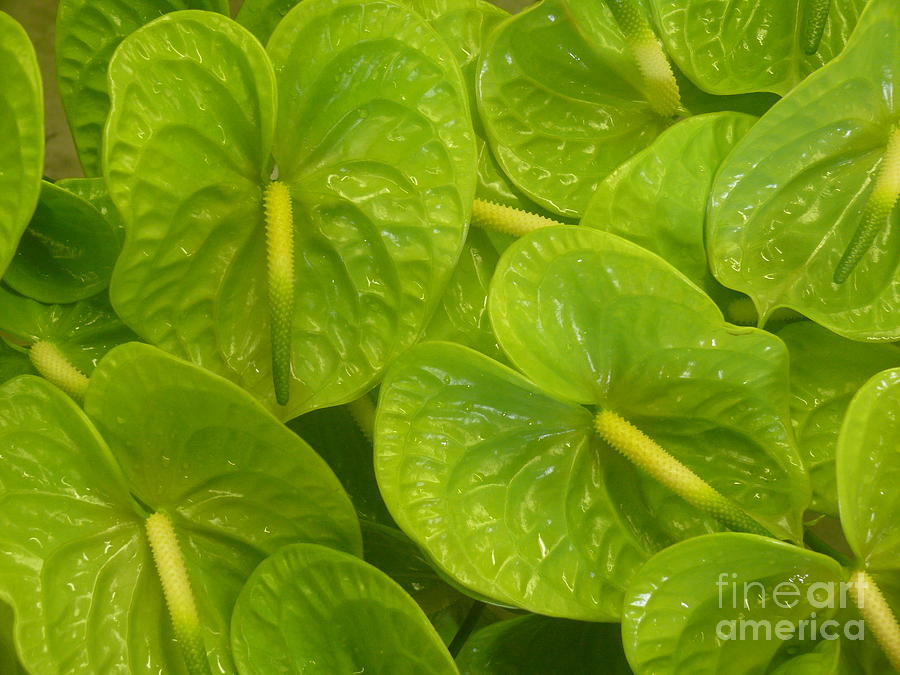 Green Anthuriums Photograph by Terri Thompson