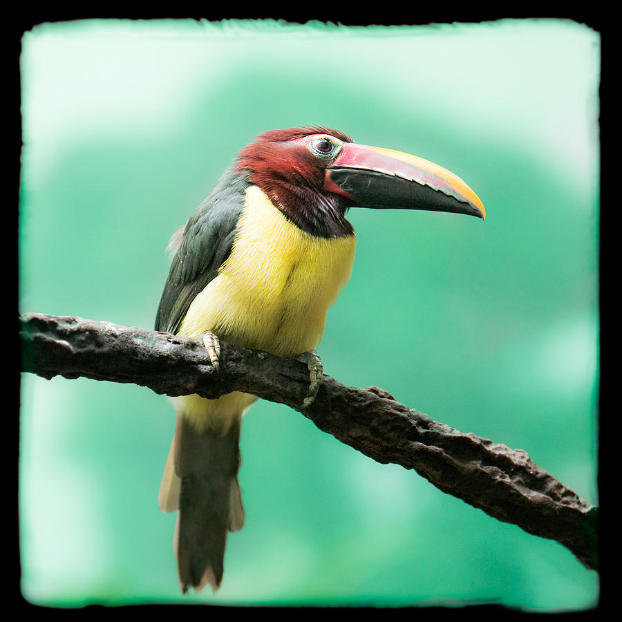 Toucan Photograph - Green Aracari Toucan by Gary Heller