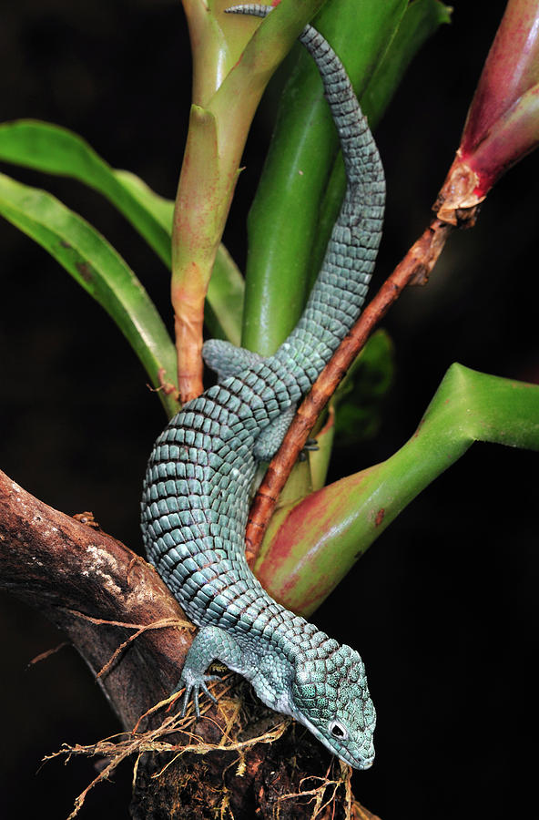Green Arboreal Alligator Lizard Abronia Photograph by Albert Lleal