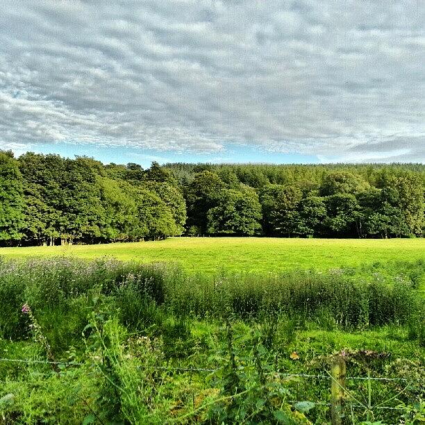 Nature Photograph - Green As Far As The Eye Can See. #hdr by Paul Mcfadyen