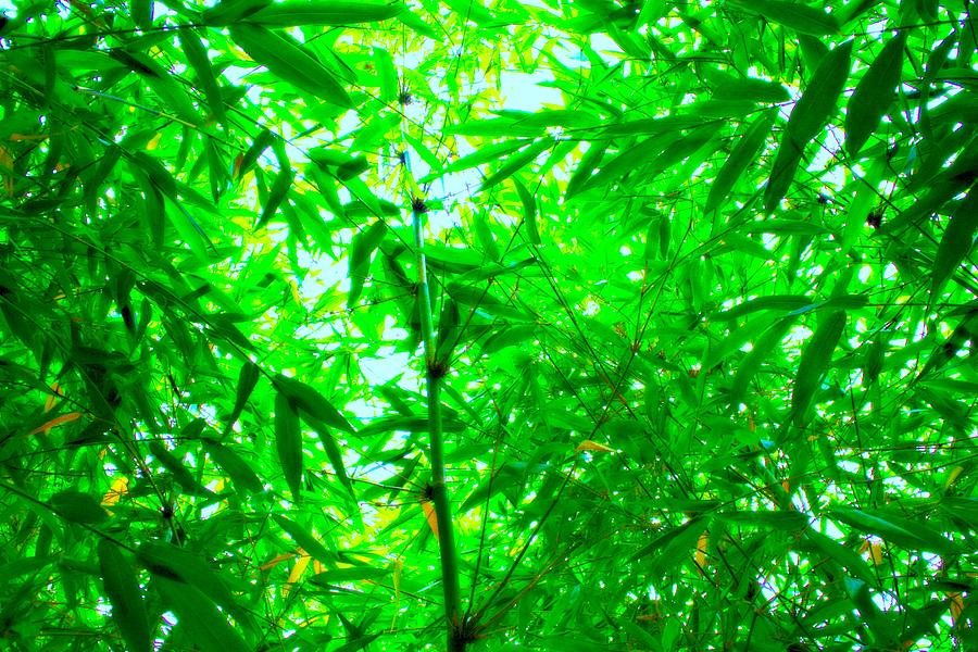 Green Bamboo Forest  Photograph by Alma Yamazaki