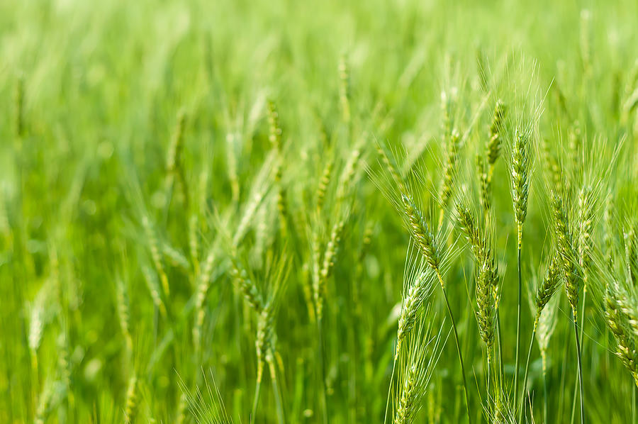 Green barley in farm with nature light Photograph by Kittipan Boonsopit ...