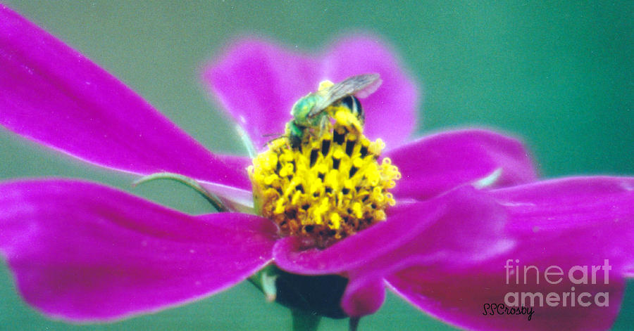 Green Bee on a Wild Flower Photograph by Susan Stevens Crosby