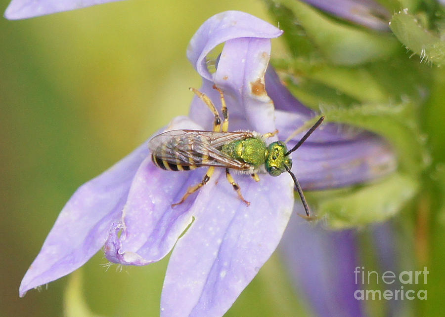 Green Bee on Great Blue Lobelia Photograph by Robert E Alter Reflections of Infinity