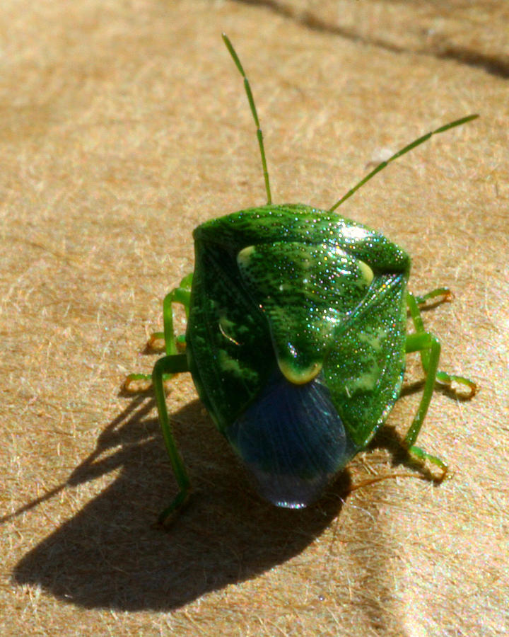 Green Beetle Back Photograph by Mark J Seefeldt