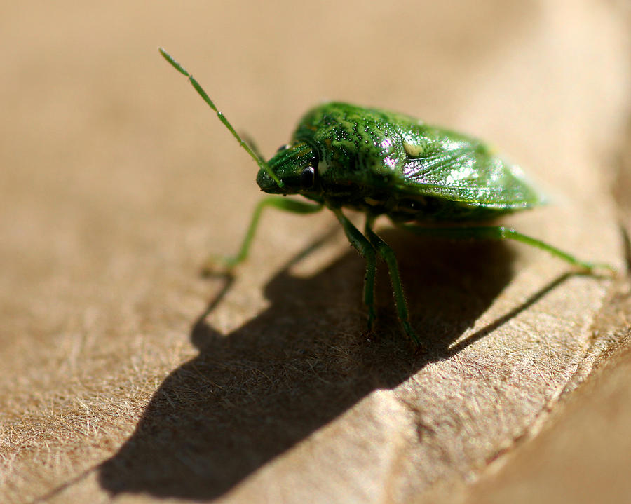 Green Beetle Front Photograph by Mark J Seefeldt