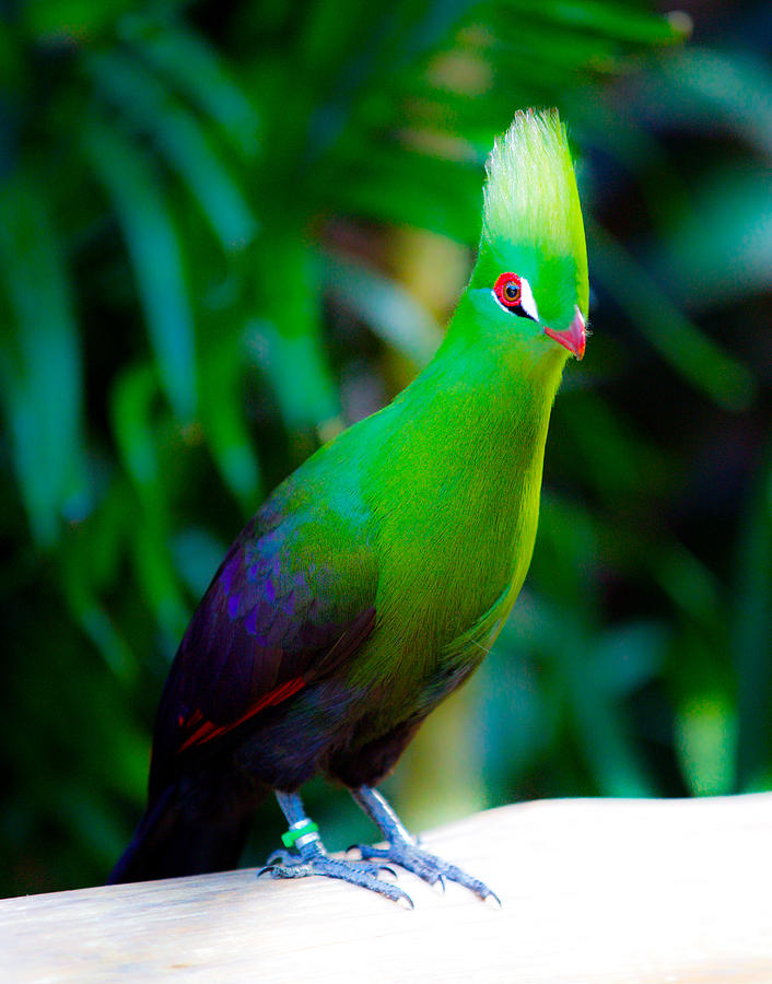 green-bird-manohar-nagaraj.jpg