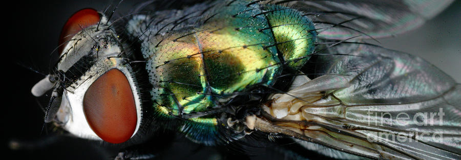 Insects Photograph - Green Blow Fly by Ted Kinsman