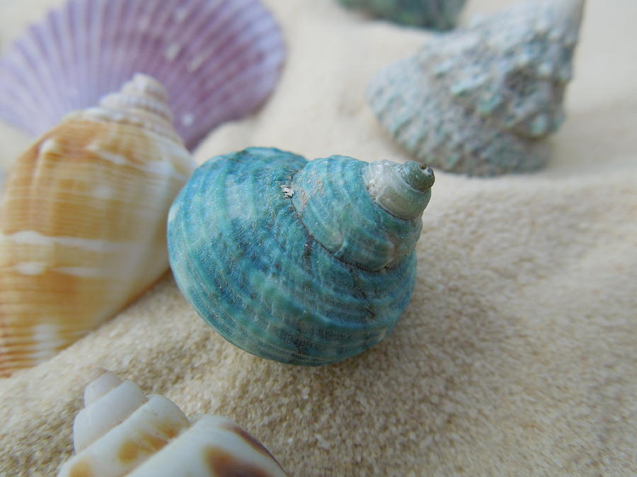 Shell Photograph - Green-blue Shell in the Sand by Chad and Stacey Hall