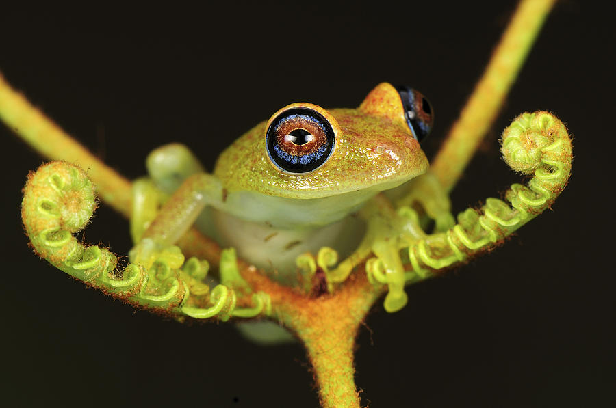 Green Bright-eyed Frog Boophis Viridis Photograph by Thomas Marent
