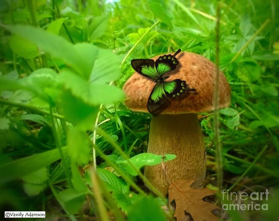 Green Butterfly And Mushroom Photograph By Vassily Meleshko Adamson Fine Art America