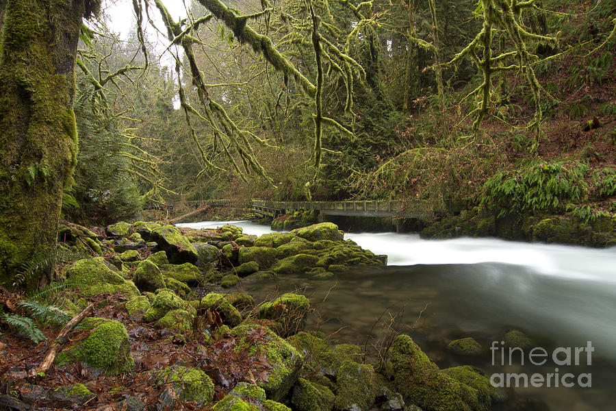 Green by the River Photograph by Idaho Scenic Images Linda Lantzy ...