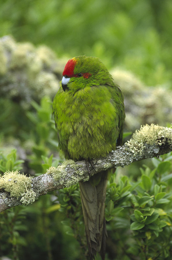 Green-cheeked Amazon Parrot Amazona Photograph by Konrad Wothe