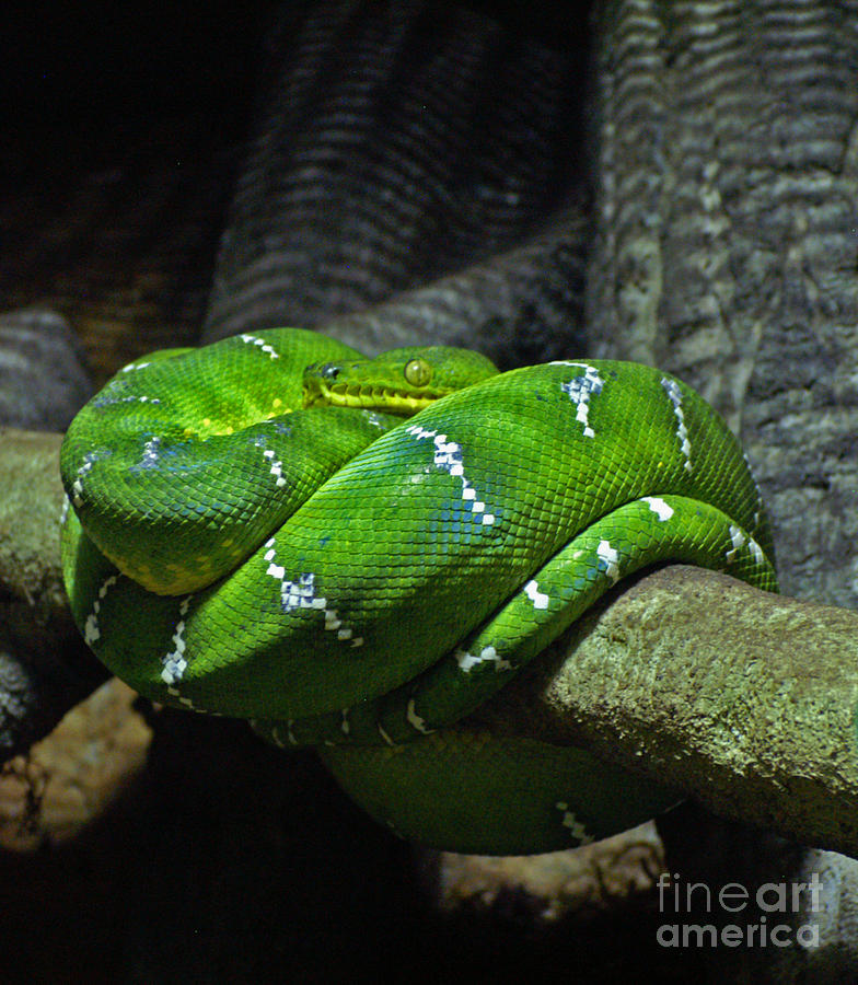 green screen snake coiled