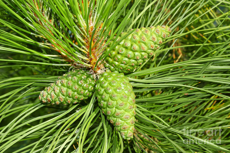 Green cones of pine Photograph by Volodymyr Chaban - Fine Art America